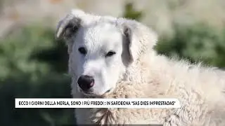 ECCO I GIORNI DELLA MERLA, SONO I PIU' FREDDI  IN SARDEGNA ''SAS DIES IMPRESTADAS''