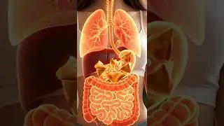after eating samosa what happened inside human body  explain with 3d animation