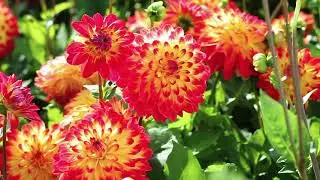 Dahlia production in The Netherlands