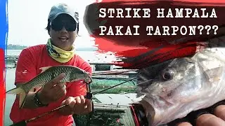 Strike Hampala di Saguling Pakai Tarpon?