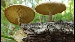 Polyporus arcularius