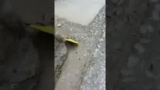 Crazy black ants attack yellow butterfly