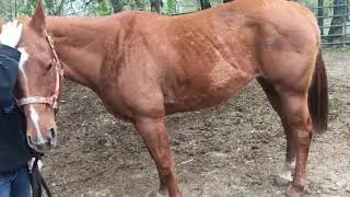 Sorrel quarter horse and bay appendix