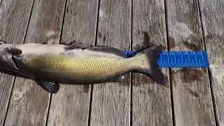 Calvin, Franklin, and the catfish(2)
