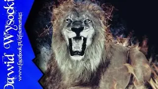Speed Art - PŁONĄCY LEW - LION IN FIRE - Photoshop - Dawid Wysocki