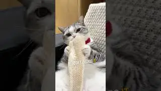 How to Make Your Cat Love You 😻