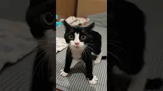 cute black 🐈&zwj;⬛ cat 🐈&zwj;⬛ #cat #kitten #black #blackcat