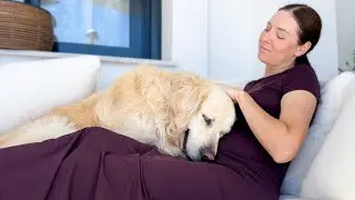 Golden Retriever Finds Out His Human Is Pregnant&hellip; and His Reaction Is Priceless 🥺❤️