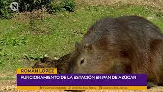 🐾 Rom&aacute;n L&oacute;pez | Guardaparques - Estaci&oacute;n Cr&iacute;a Fauna Pan de Az&uacute;car