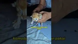 hempaskan kutu anabul pakai kutu spray