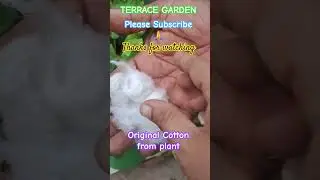 TERRACE GARDEN- COTTON FROM COTTON PLANT