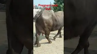 Vicki Bull pregnent # 3 lactation ki top Quality Murrah Buffalo Guddu bhai azmghar # Royal Dairy
