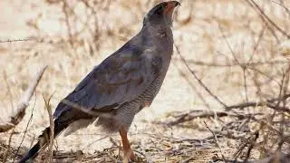 Pale Chanting Goshawk (Melierax canorus) immature - Kgalagadi (South Africa) 15-11-2017