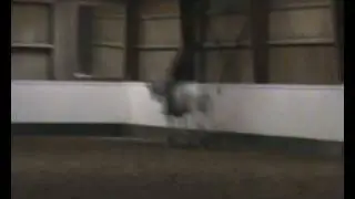 Danhorse /H. Ronni