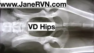 #planetrvn #xray VD hips