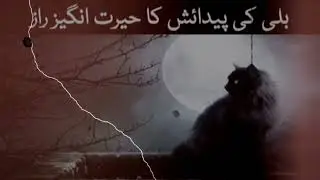 |HISTORY OF CATS|BILI KI PEDAISH  KA RAZZ|ALLAH NY BILLI KO KIO PAIDA KIYA |ISLAMICS STORIES|ISLAMIC