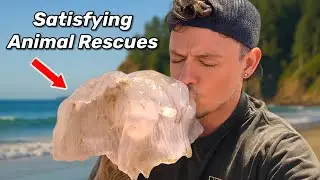Extremely Satisfying Animal Rescues!