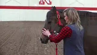 Giving Oral Paste Medication to Horses