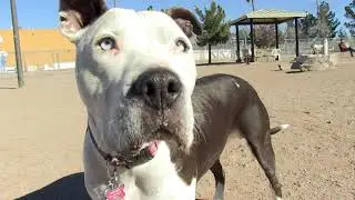 Community Connection Shorts Las Cruces Dog Park Coalition