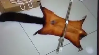 Flying Squirrel plays dead. Fakes crime scene.