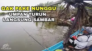 Mancing Ikan Kakap Enak 🎣 Panen Strike Di Spot Mancing Muara