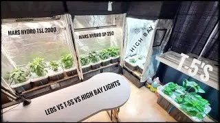 LEDs vs T-5s vs High Bay | 2 Month Grow Update | #hydropnics | #marshydrofactory