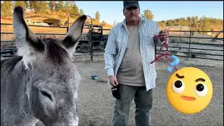 The Gentle Art of Wild Donkey Taming