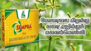 Halosulfuron Methyl 75 WG | Sempra Dhanuka Herbicide | Uses | Tamil