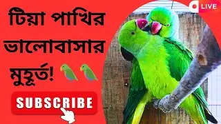 🔴 Live : ইন্ডিয়ান রিংনেক টিয়া ব্রিডিং পেয়ার লাইভ 🦜 | বাসার ভেতরের লাইভ দৃশ্য