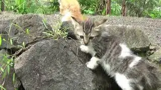 anak kucing bermain di rumput hijau part 02