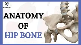 HIP BONE ANATOMY | PELVIC BONE ANATOMY | BONE OF LOWER LIMB