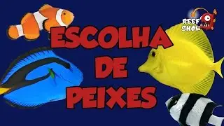 Reef Show #7 - Escolha de Peixes (1) - Aquário Marinho