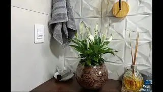 COMO MANTER AS PLANTAS PERFEITAS DENTRO DE CASA. PLANTAS DO QUINTAL CADA DIA MAIS.. Ateliê Florescer