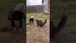 Cat fights off an eagle in backyard  to protect her baby #shorts #cat #kitten #lion 🐾