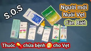 Nuôi Vẹt Cockateil #12: Cách chữa Vẹt bị sốc thuốc tăng động & Thuốc 💊 cơ bản cho Vẹt.