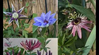 Passionsblumen, Clematis und Gei&szlig;blatt (15.05.2022)