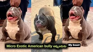 Micro Exotic American bully dog for sale in telugu/ 63051 33425 /aj pets