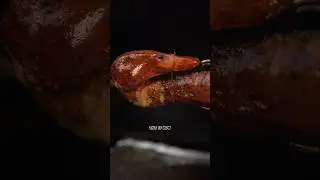The Best Smoked Duck Recipe on the NET! #duck #recipe #asmr #shorts @TastyDuck
