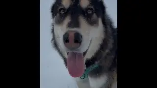 LIVE Winter Storm Watch : Snow Dogs Love It ❤️ 🌨️🐺#live #dog #husky