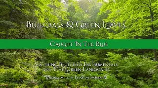 Caught in the Blue | Bluegrass & Green Leaves 4K Nature Instrumental