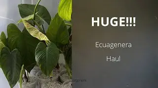 Unboxing my first Ecuagenera plant import and first 48 hours of care