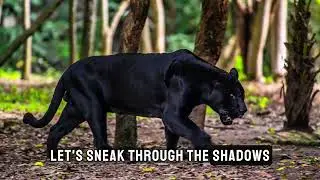 Amazing fun facts about black panther