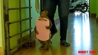 Adorable Monkey Kako Help Mom Carry Plastic Chopping Board For Cut Jackfruit Eat