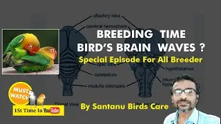Bird's Brain  Delta Waves For Super Breeding Result . | Alpha Waves  Improve Bird's Memory .