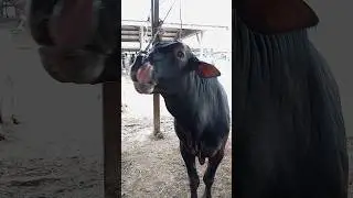 Big cow, cow sound #shorts #animalsounds #sapimoo #suarasapi #suarahewan
