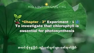Grade 11 Biology - Photosynthesis လက်တွေ့ စမ်းသပ်ချက်။ - Phoenix Springs High School