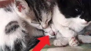 I miei quattro gattini che giocano sul divano
