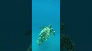 Swimming with the TURTLES