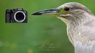 Canon Eos R7 Video mode of 4K UHD Crop