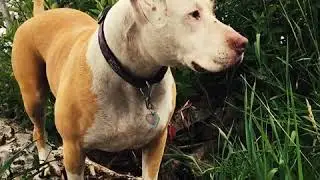Pet Wellness Direct - VetSmart: All-natural Supplements to Help Dog Hip and Joint Pain!